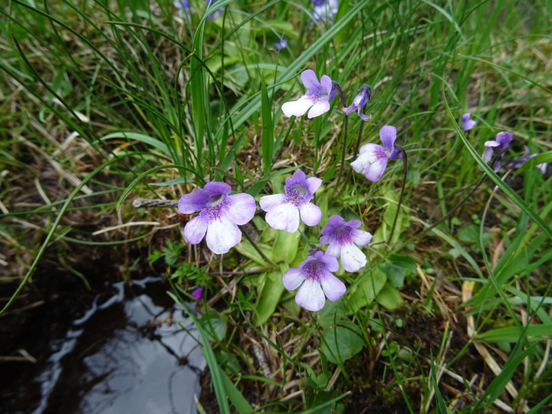 Pinguicula leptoceras  (Lamiales - Lentibulariaceae)